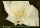 white_tulip.jpg