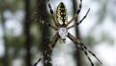 yellow_and_black_spider.jpg