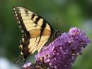 yellow_butterfly.jpg