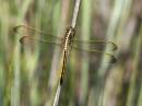 yellow_darter.jpg