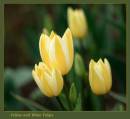 yellow_tulips.jpg