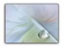 2nd_frame_feather_drop_resize.jpg