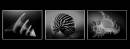 3_SHELLS_B_W_resize.jpg