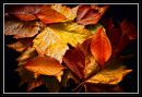 Autumn-Leaves-2.jpg