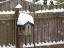 Bird_Box.jpg