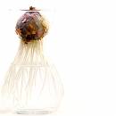 Bulb1.jpg