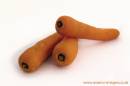 Carrots_1.jpg