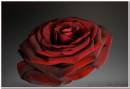 Cherished-Red.jpg