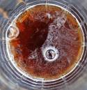 Coke.jpg