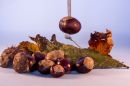 Conkers_2-1.jpg