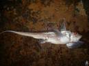 DSC04696.jpg