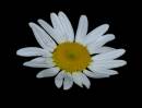 Daisy1.jpg
