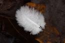 Feather-and-Leaves.jpg