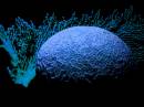 Final_blue_coral.jpg