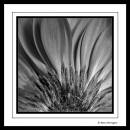 Flames-B_W.jpg