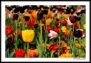 Flower_Garden.jpg