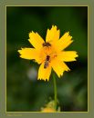 Flower_N_D_600_Sig_105_HH_RF_071716_1014.jpg