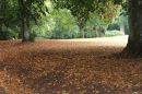 Golden_Leaves.jpg