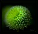 Green4.jpg