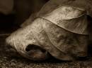 LeafSepia1.jpg