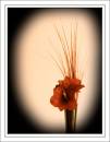 Lilies0486.jpg