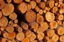 Logs_resized.jpg