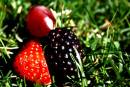 MG_2187_daves_fruit_adobed_Medium_.jpg