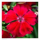 N_600_Sigma_105_Macro_RF_041716_8144.jpg