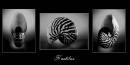 Nautilus_on_black_resize.jpg