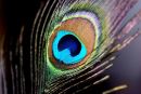 Peacock_eye1.jpg
