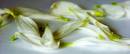 Petals1.jpg