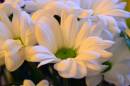 Picture_0091.jpg