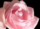 Rose1_edited-1.jpg