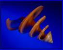 Shell_on_BLUE_small_border_resize.jpg
