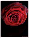 Single-Red.jpg
