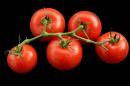 Tomatoes1.jpg