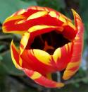 Tulip1.jpg
