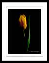 Tulips.jpg