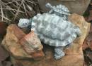 Turtle.jpg