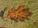 autumn_5.jpg
