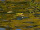 autumn_colour_4.jpg