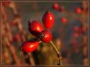 berries1.jpg
