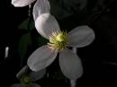 clematis_aus_DSCN1679.jpg
