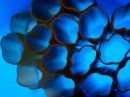 cloned_spots_canelloni_blue_resize.jpg