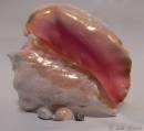 conch2.jpg