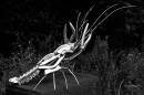 crayfish.jpg