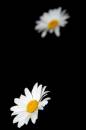daisy_daisy_1024x768_.jpg