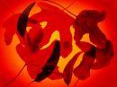 day_300_fallen_leaves_on_red_r.jpg