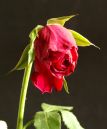 dying_rose_scaled.jpg