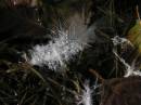 feather.jpg